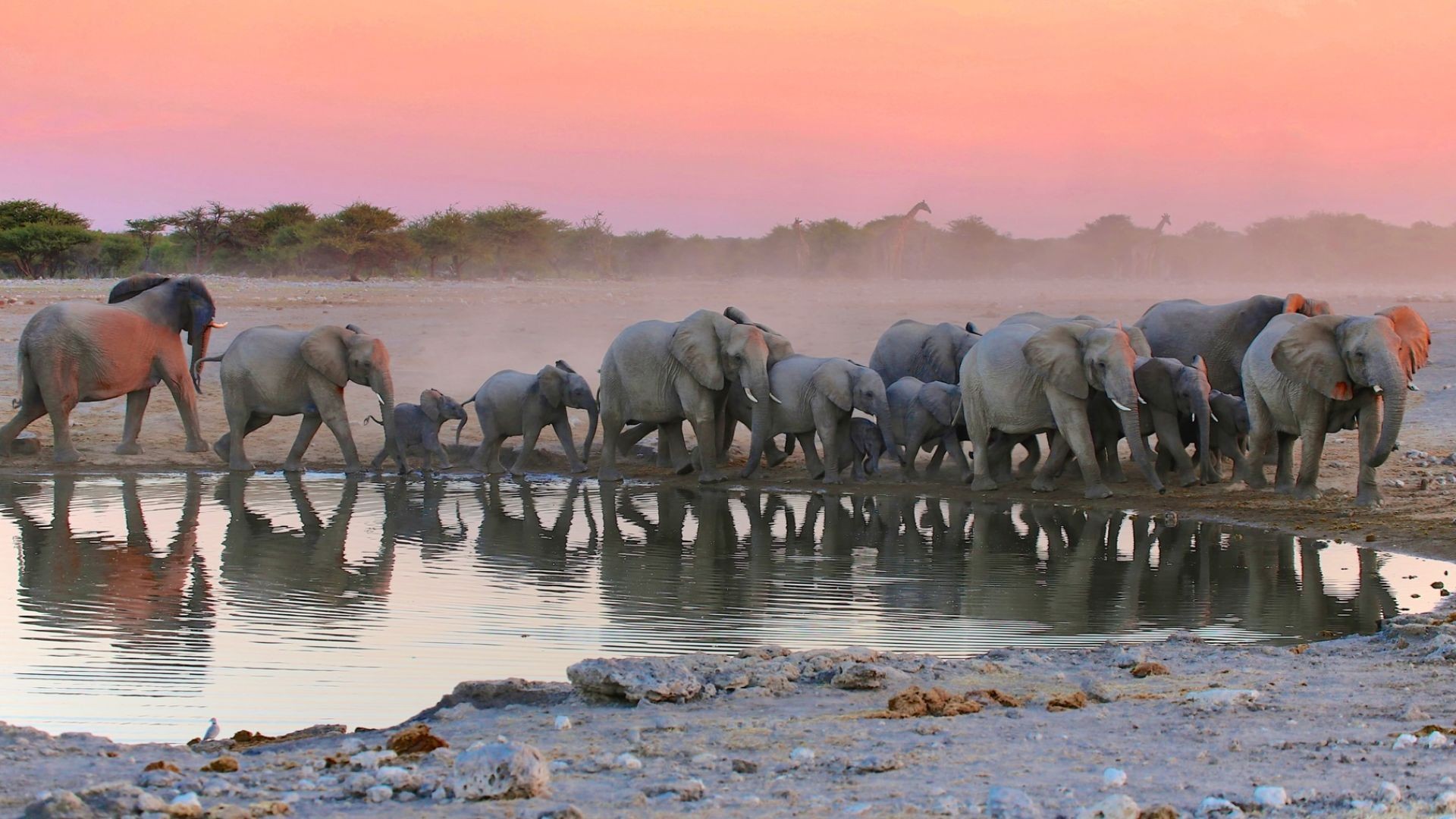 Safari in Namibia, Etosha National Park